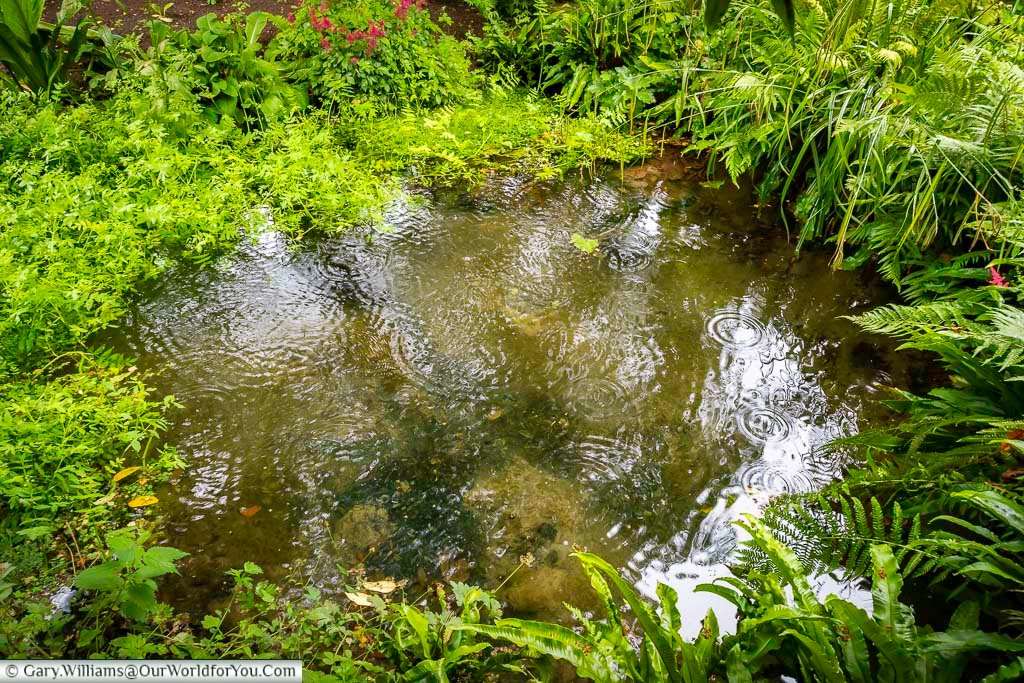 looking down at saint andrew’s spring as rain falls on it in the grounds of the archbishop’s palace in wells, somerset