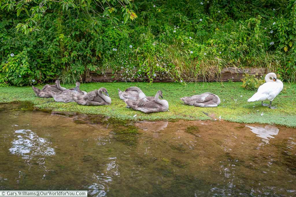 A white swan an seven grey cygnets in the waters of the archbishops palace in wells, somerset