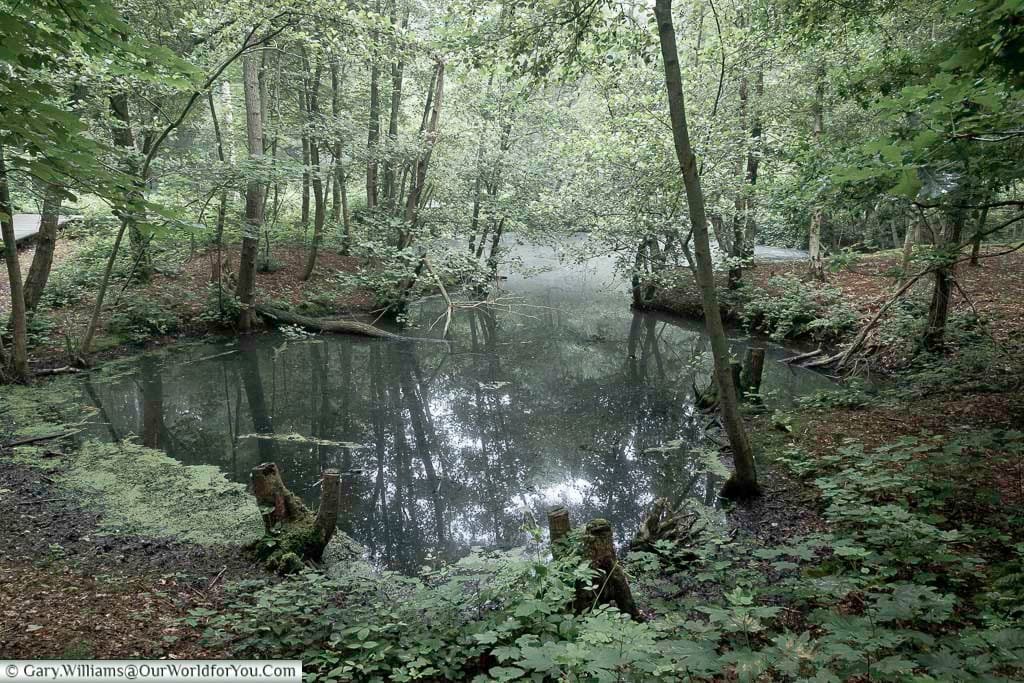 A dark deep pond in the woodland around the bluff in Palingbeek Provincial Park, carved out of the remains of world war one