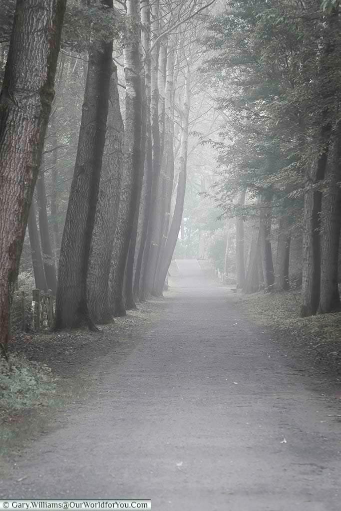 A grey gravel pathway leading between rows of trees in the former world war one battlefields of belgium