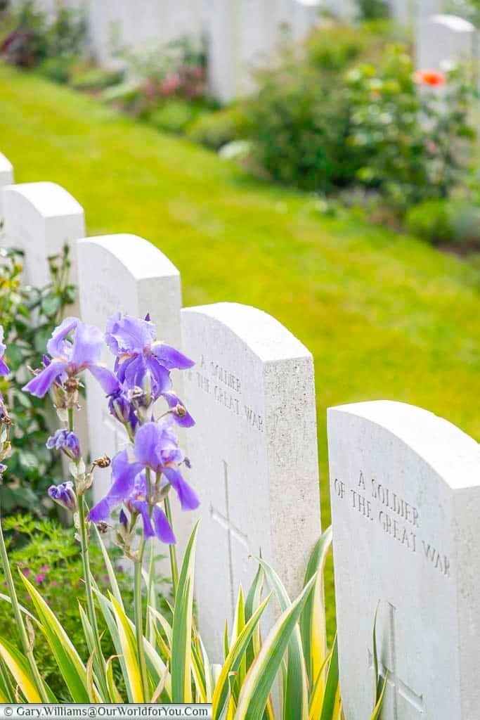 Some purple iris amoungst the commonwealth war grave headstones at the tyne cot cemetery near passchendaele in belgium