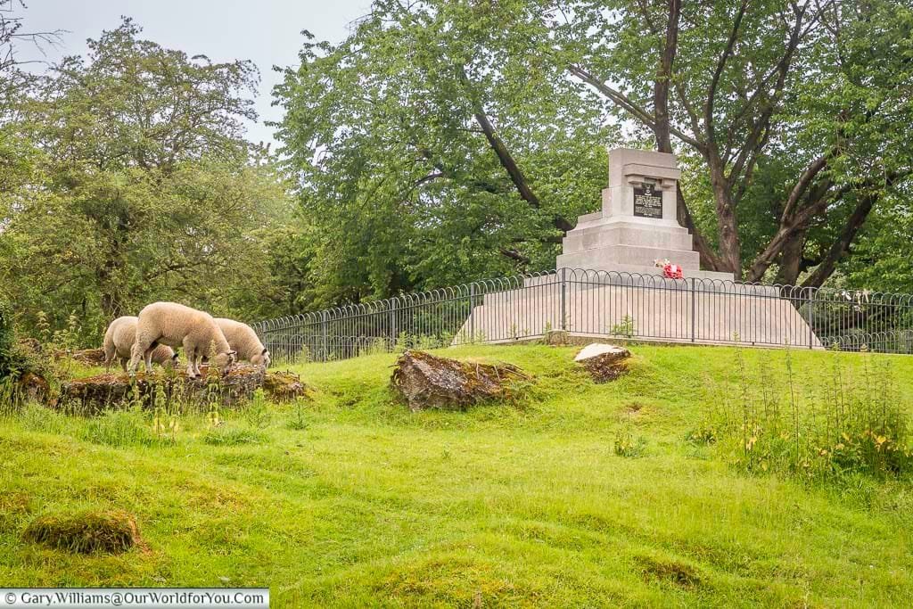Sheep grazing next to the queen victorias rifles memorial on Hill 60 on the battlefields of belgium