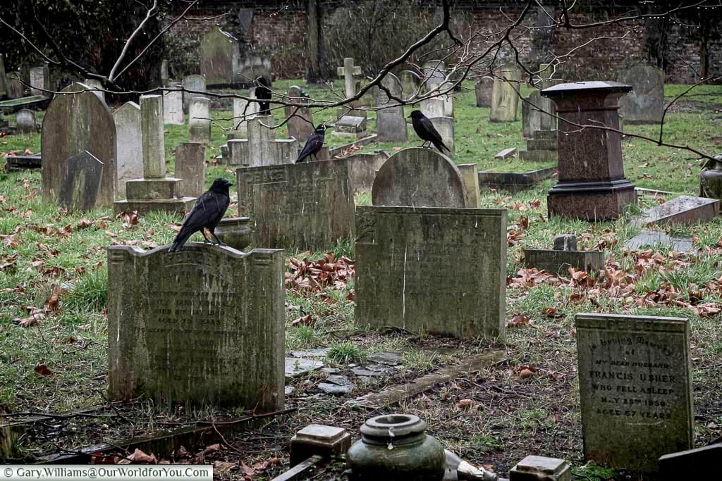This image shows a somber scene within Brompton Cemetery in the United Kingdom, with several carrion crows, perched on weathered gravestones scattered across a ground covered in fallen leaves and damp grass. The atmosphere is muted under an overcast sky, typical of a historic Victorian cemetery.