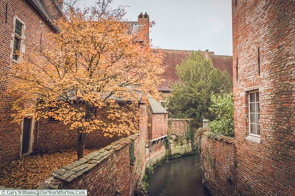 This image shows a narrow canal winding between tall, red-brick buildings in Leuven, Flanders, Belgium. An orange-leaved tree stands beside the canal, adding a splash of color to the scene, with more brick structures and greenery visible in the background under an overcast sky.