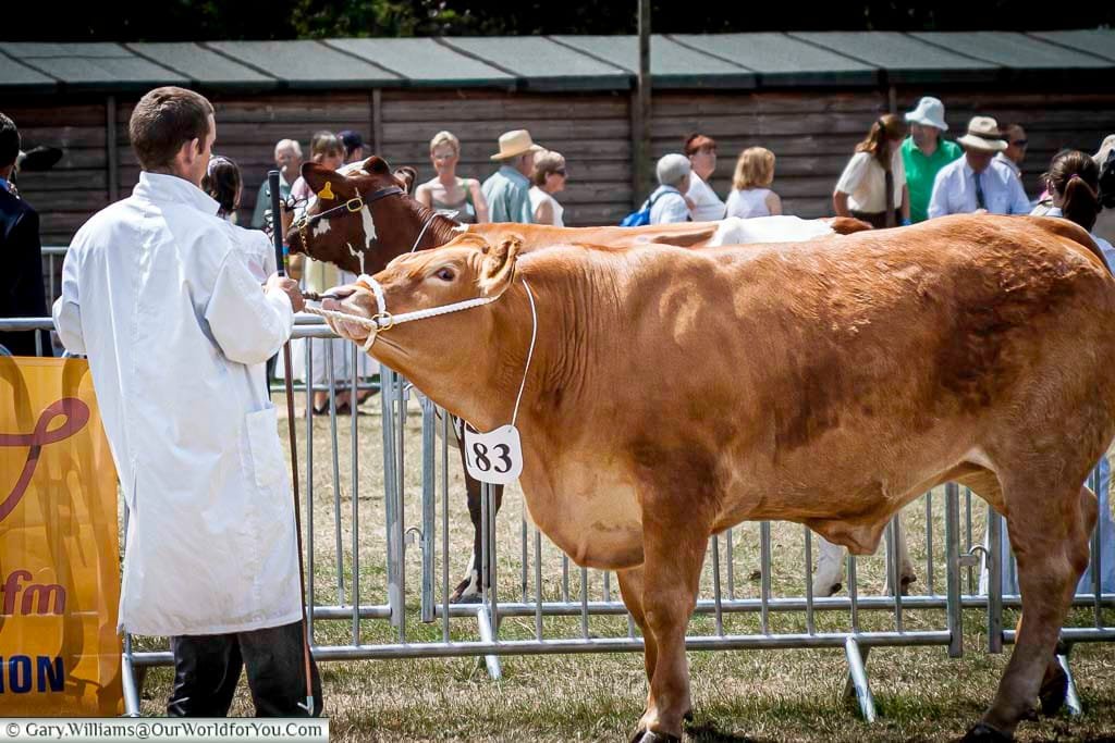 A prize cow with number tag 83 stands proudly in the show ring at the Kent County Show, led by a handler in a white coat. This traditional agricultural event celebrates the best of British livestock and rural life in the Garden of England.
