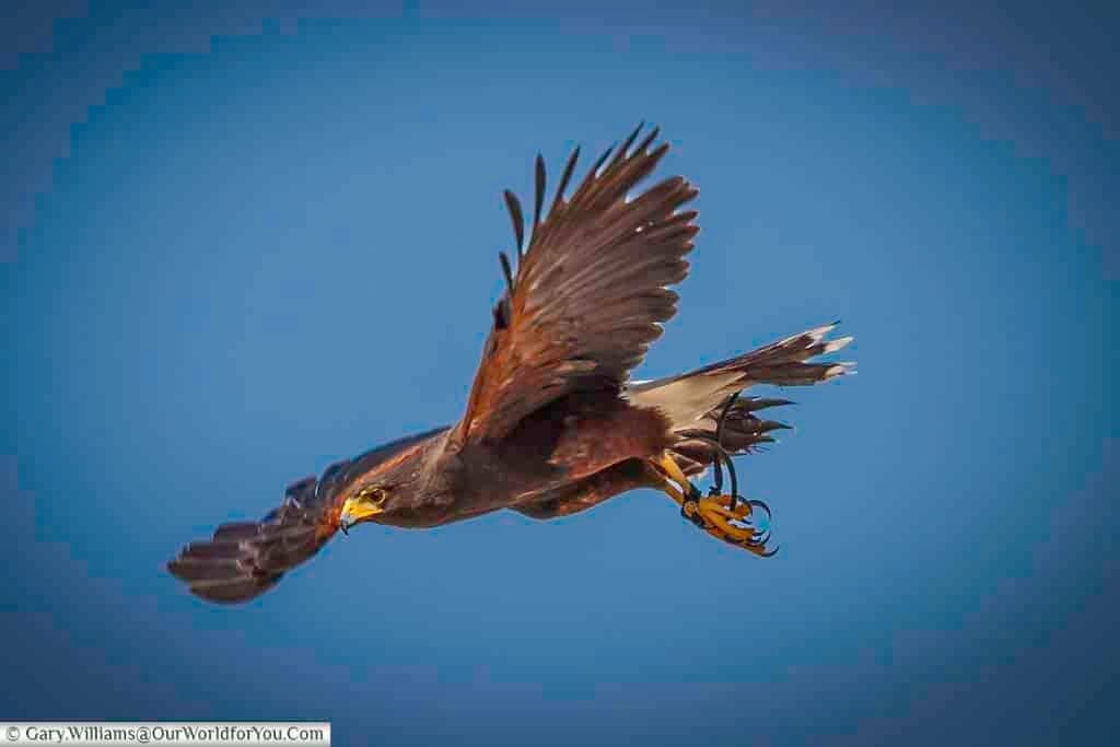 A majestic bird of prey, likely a Harris's hawk, soars through a clear blue sky during a falconry display at the Kent County Show. With wings spread and talons extended, this bird showcases the power and grace of raptors in motion.
