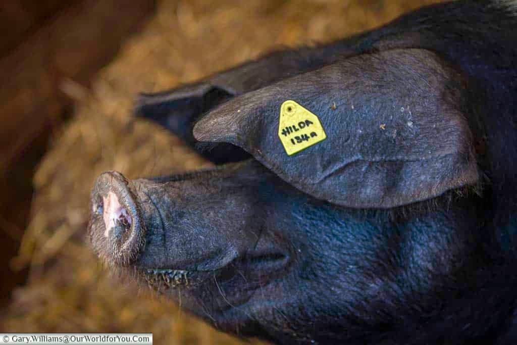 A close-up image of a black pig named Hilda, resting peacefully on a bed of straw at the Kent County Show, with a yellow ear tag clearly visible. This charming rural scene captures the essence of traditional livestock exhibitions at UK agricultural events.