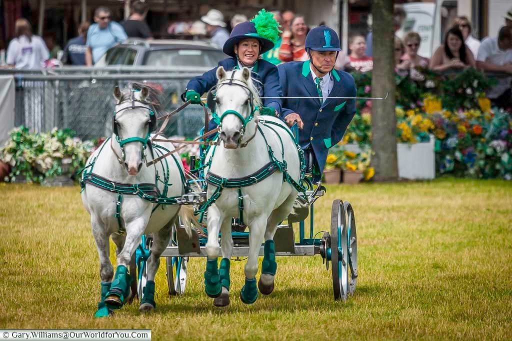 A pair of striking white ponies pull a vibrant green and teal trap at full speed in a carriage racing event. Colourful attire and expert handling add flair to this popular rural show tradition.
