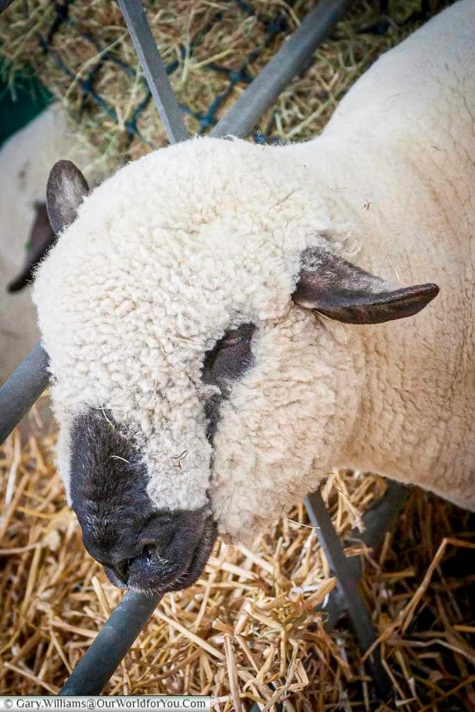 A close-up of a fluffy-faced sheep resting in a straw-filled pen at the Kent County Show, highlighting one of the many rare and native breeds on display. The event promotes heritage livestock and celebrates rural life in the UK.