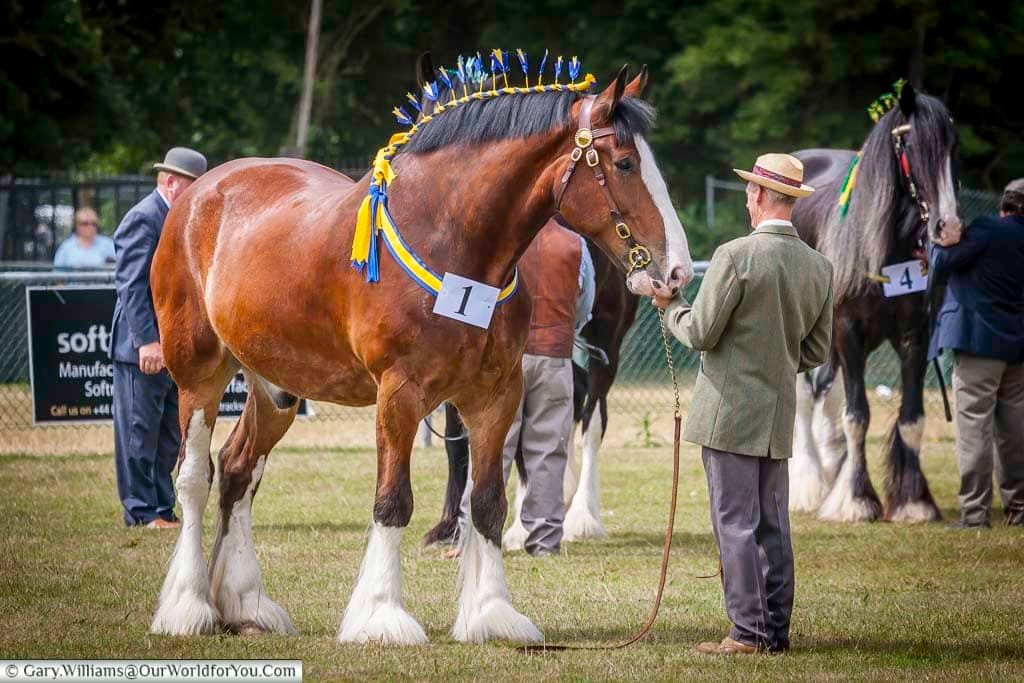 Featured image for “Discover the rural life at an English County Show”