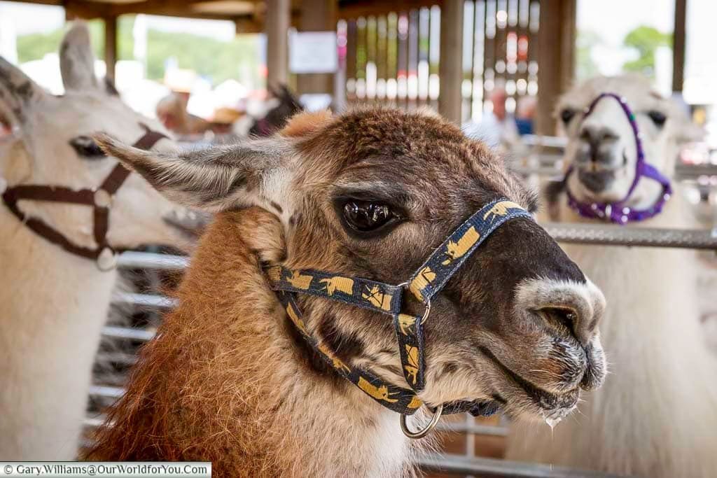 Close-up of a llama (or possibly an alpaca) wearing a patterned halter at the Kent County Show livestock enclosure. This charming animal, with its gentle eyes and thick fur, is a favourite attraction for families visiting rural events in Kent.