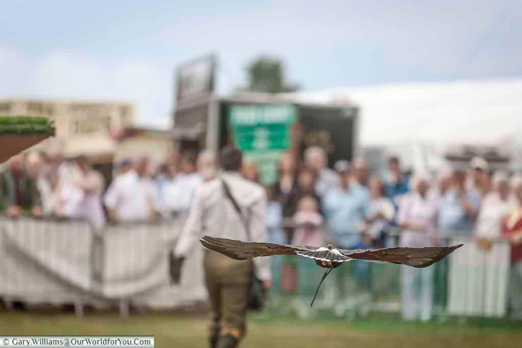 A majestic bird of prey flies low across the showground during a live falconry demonstration at the Kent County Show. Spectators watch in awe as the raptor showcases precision and grace in mid-air.