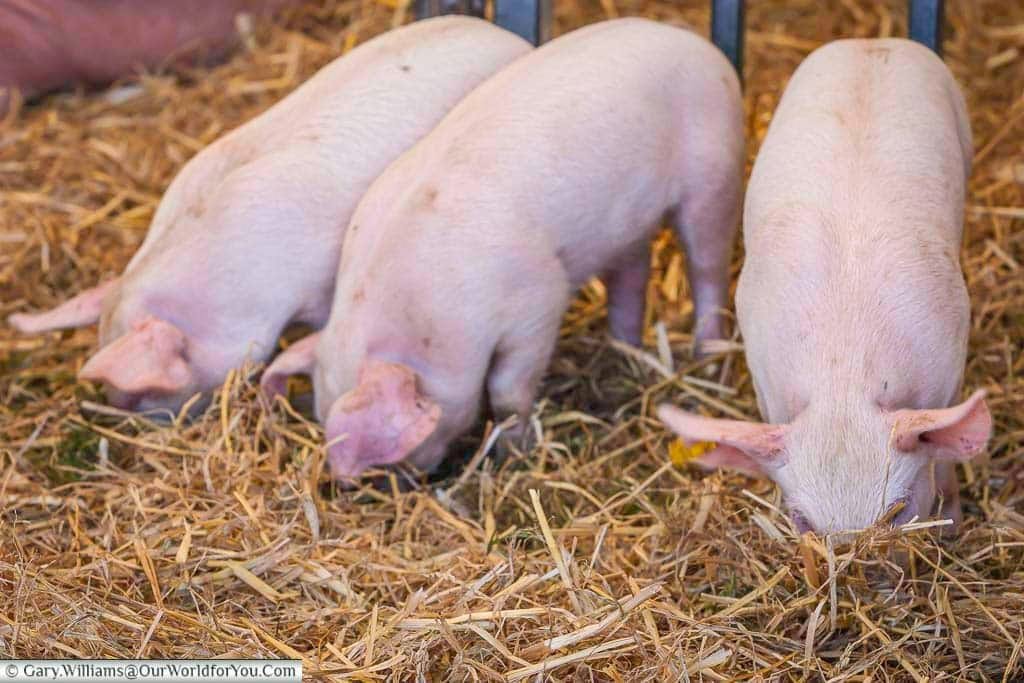 Three pink piglets root through straw in their pen at the Kent County Show, drawing smiles from young visitors and farming enthusiasts alike. This rural showcase offers a charming glimpse into traditional British farming.