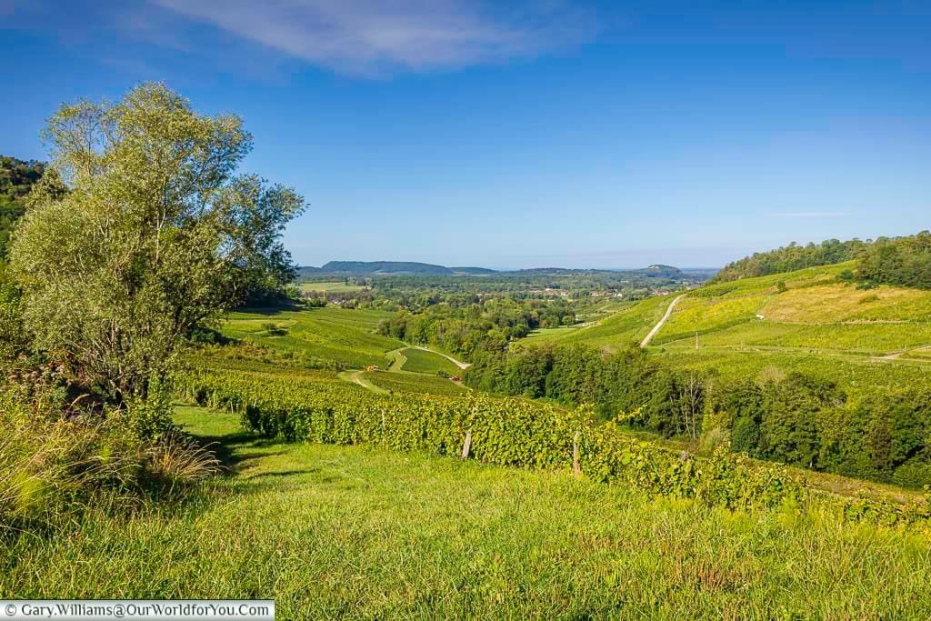 Lush vineyards stretch across rolling hills in the French countryside under a clear blue sky. This scenic landscape captures the essence of rural France and its renowned wine-producing heritage.