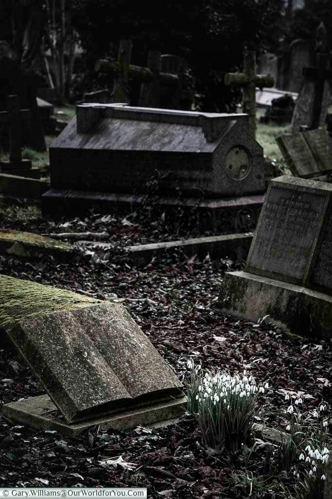 The first of the seasons snowdrops growing between the headstones of Kensal Green Cemetery