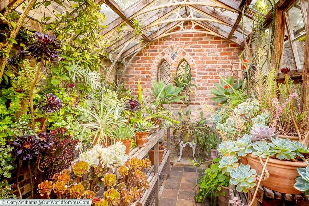 Atmospheric historic greenhouse at Restoration House in Rochester, packed with colourful succulents and other plants beneath its beautifully weathered glass roof.