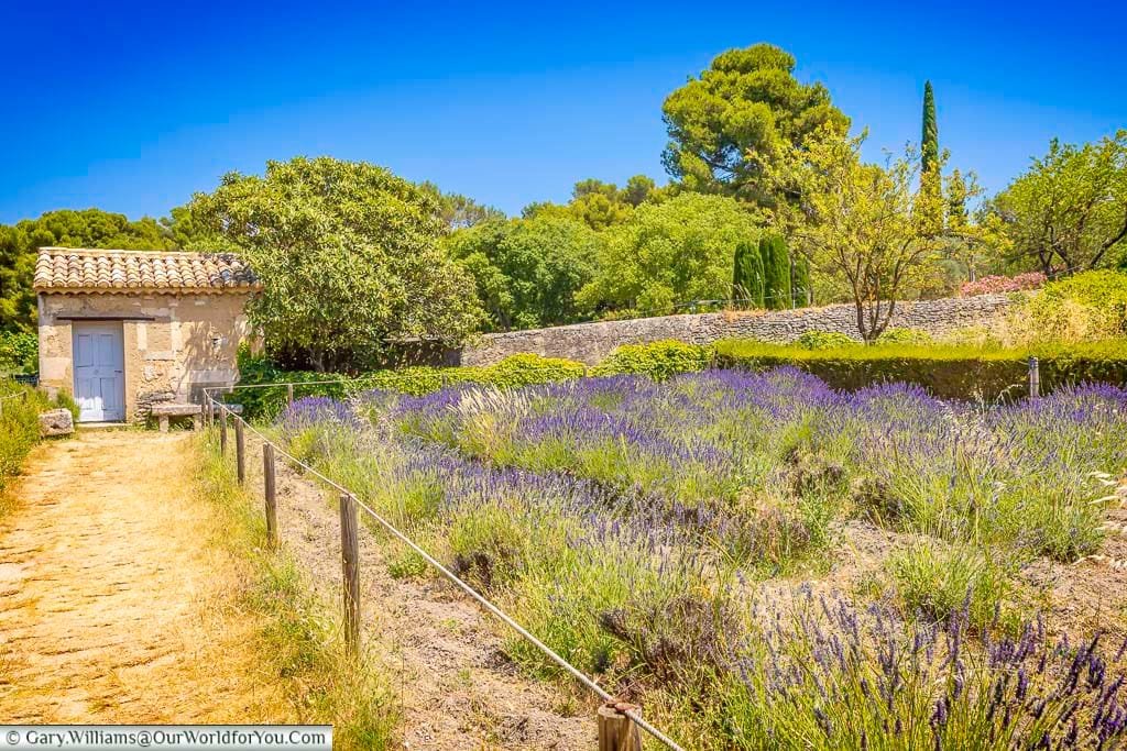 Lavender-filled gardens and a traditional stone outbuilding at Saint-Paul-de-Mausole in Saint-Rémy-de-Provence, Provence, France.